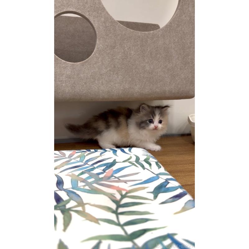 商談中の東京都のサイベリアン-138876の3枚目