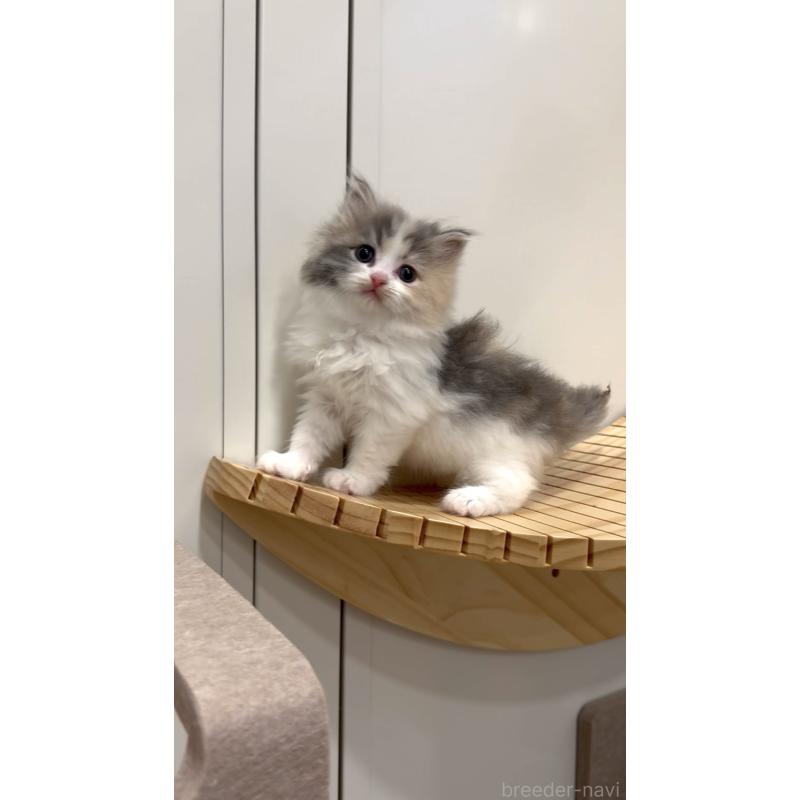 商談中の東京都のサイベリアン-138876の2枚目