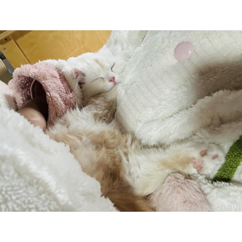 販売中の千葉県のマンチカン-133774の2枚目