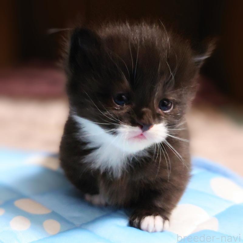 販売中の埼玉県のミヌエット(短足)-138823