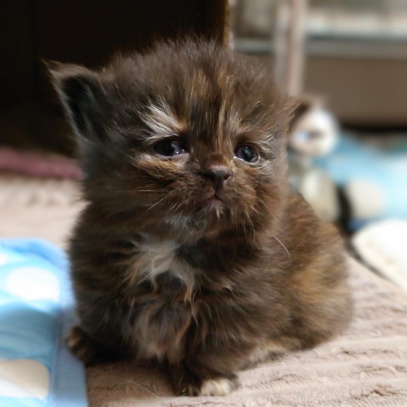 販売中の埼玉県のミヌエット(短足)-138828