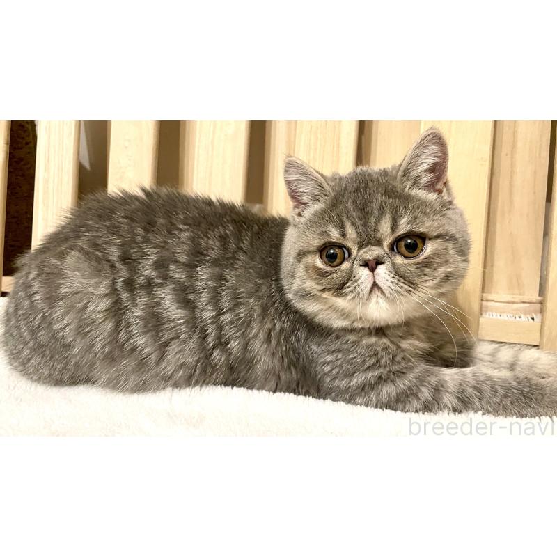 販売中の京都府のエキゾチックショートヘア-136087の4枚目