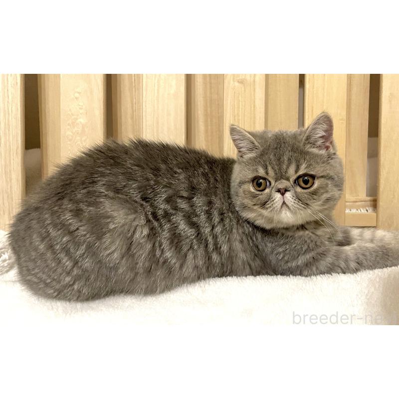 販売中の京都府のエキゾチックショートヘア-136087の3枚目