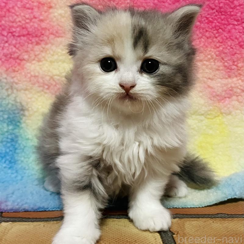 販売中の三重県のスコティッシュフォールド-138437