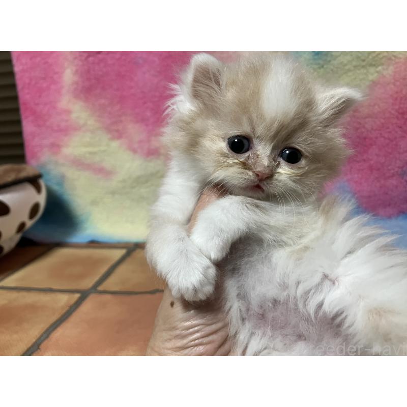 販売中の三重県のスコティッシュフォールド-138851の2枚目