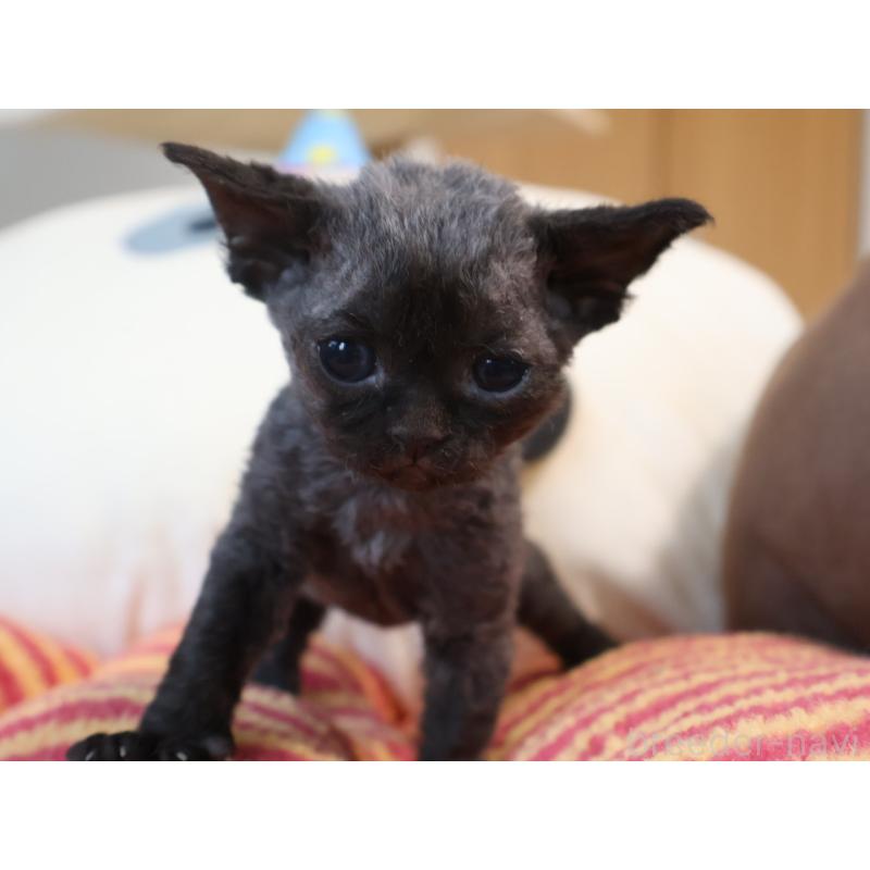 販売中の千葉県のデボンレックス-138881の6枚目