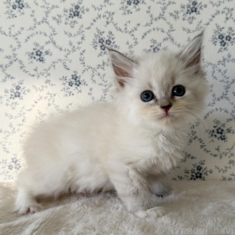 販売中の茨城県のサイベリアン-138882の1枚目