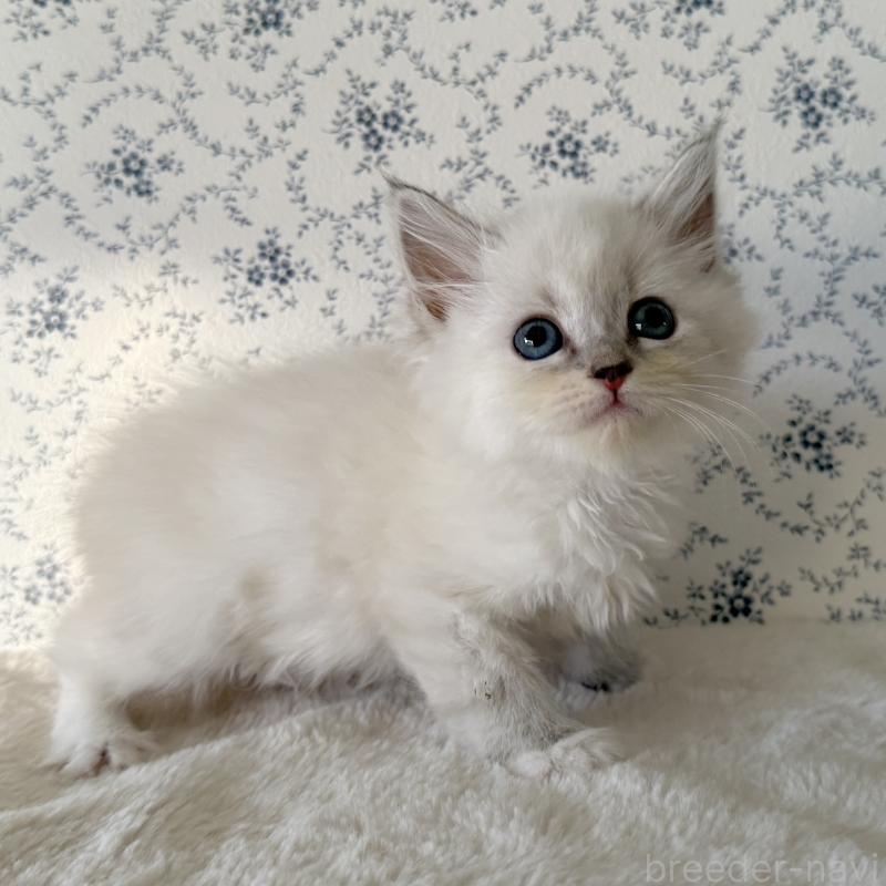 販売中の茨城県のサイベリアン-138882の7枚目