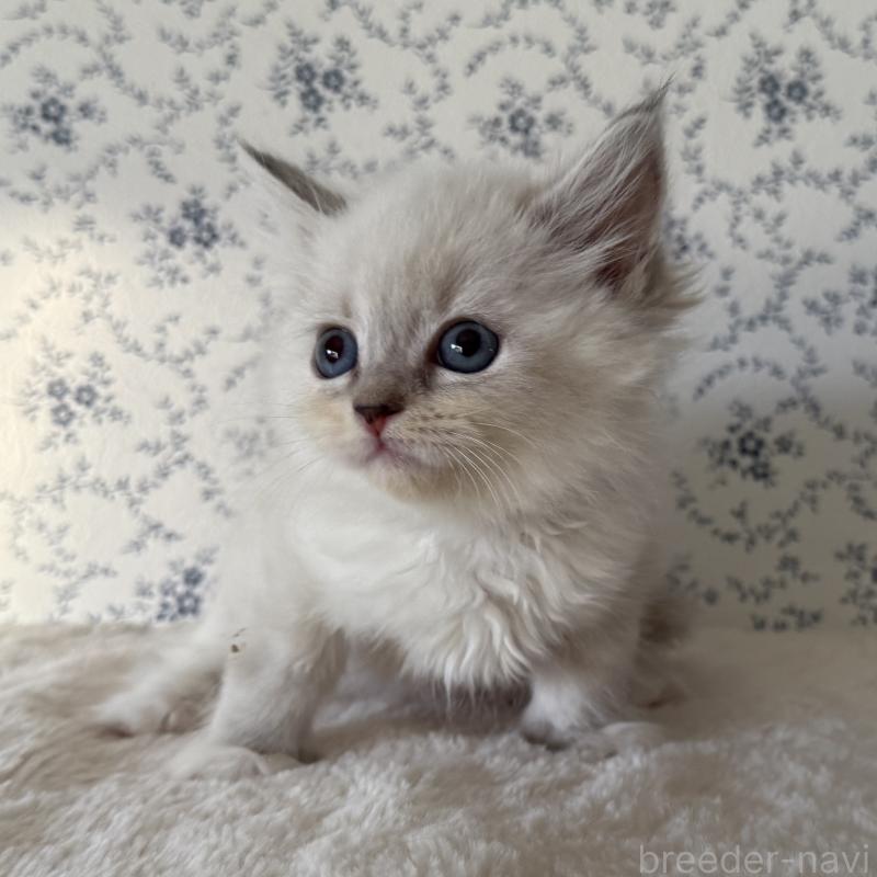 販売中の茨城県のサイベリアン-138882の6枚目