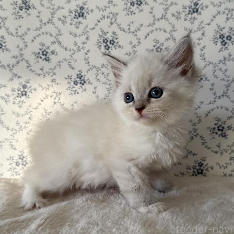 販売中の茨城県のサイベリアン-138882の5枚目