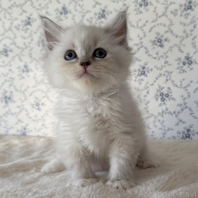 販売中の茨城県のサイベリアン-138882の4枚目