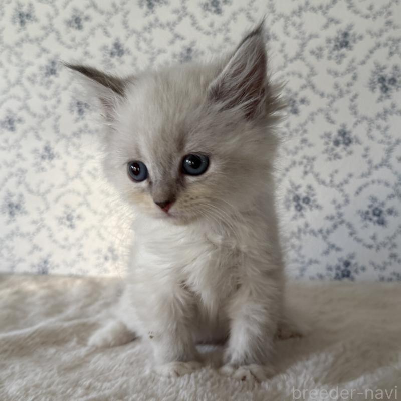 販売中の茨城県のサイベリアン-138882の3枚目