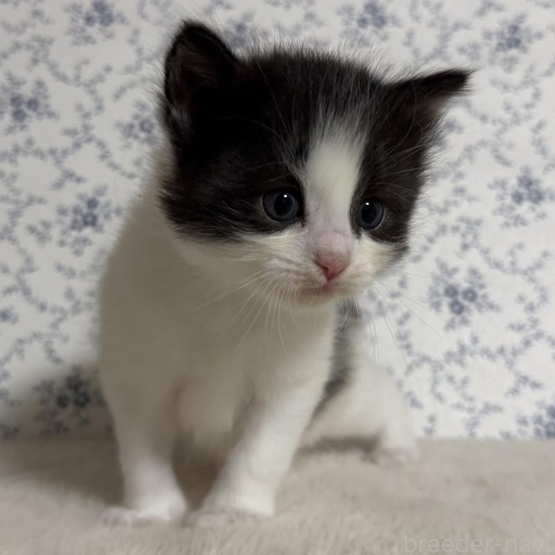 販売中の茨城県のサイベリアン-138883の8枚目