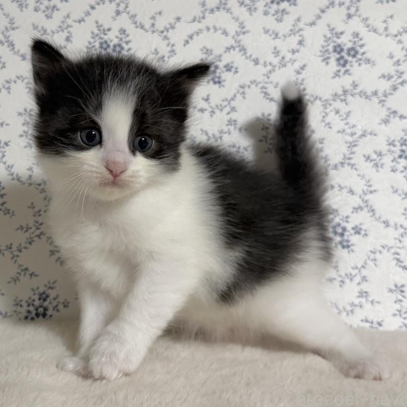 販売中の茨城県のサイベリアン-138883の7枚目