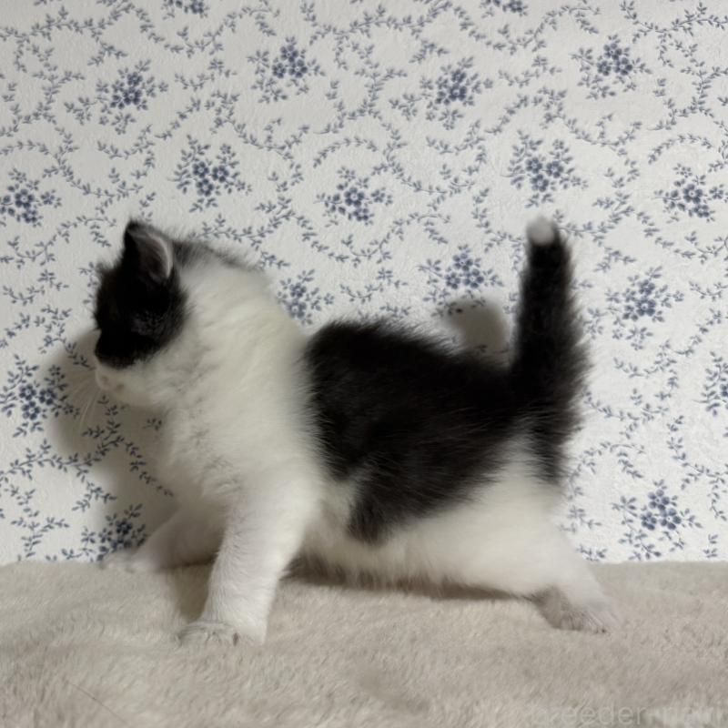 販売中の茨城県のサイベリアン-138883の6枚目