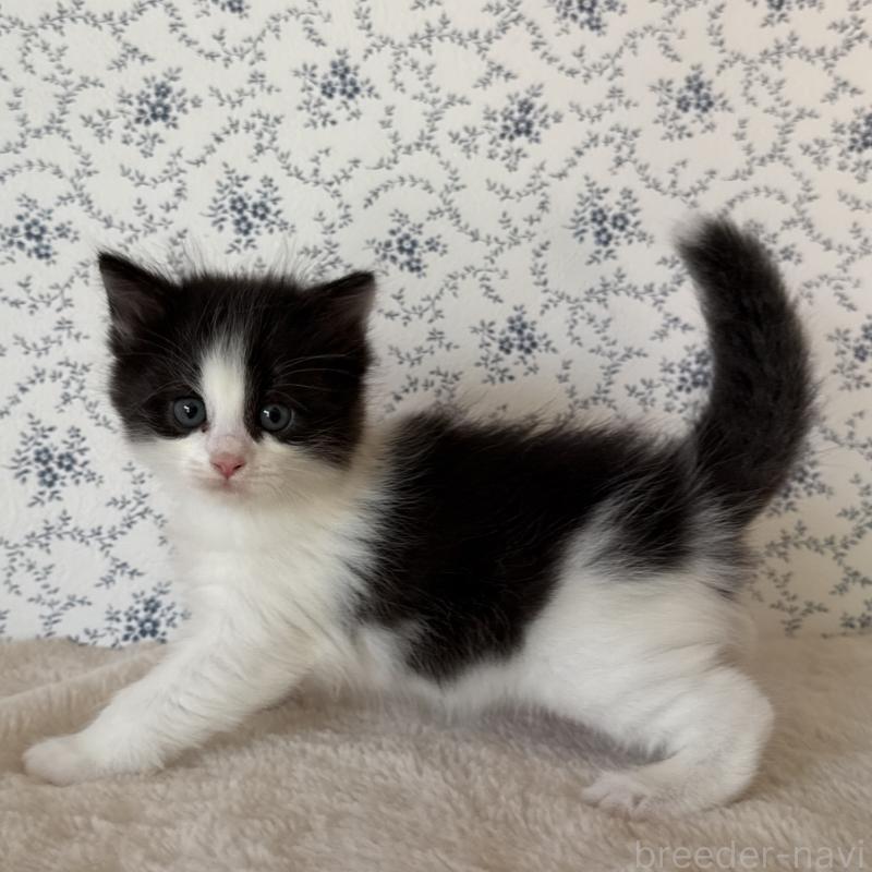 販売中の茨城県のサイベリアン-138883の5枚目