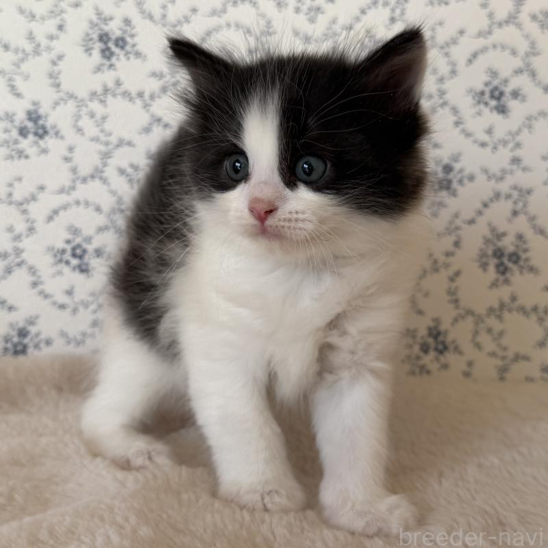 販売中の茨城県のサイベリアン-138883の4枚目