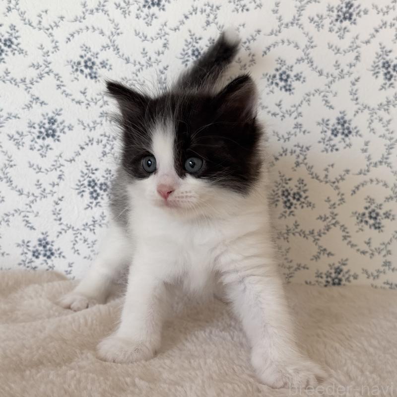 販売中の茨城県のサイベリアン-138883の3枚目