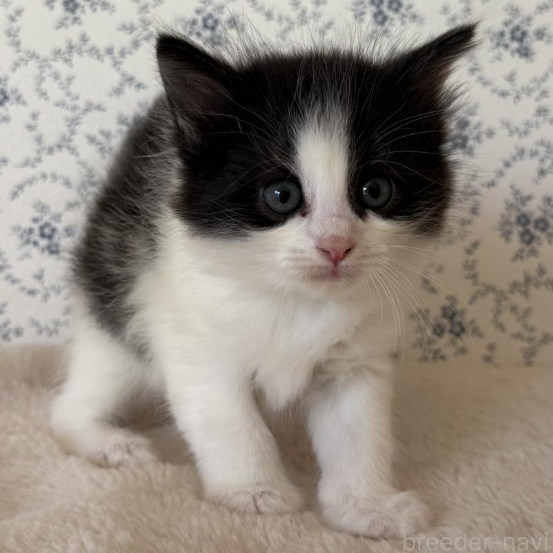 販売中の茨城県のサイベリアン-138883の2枚目