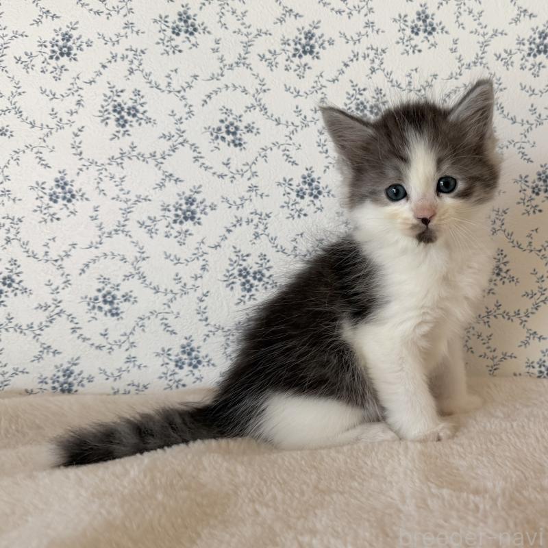 販売中の茨城県のサイベリアン-138884の9枚目