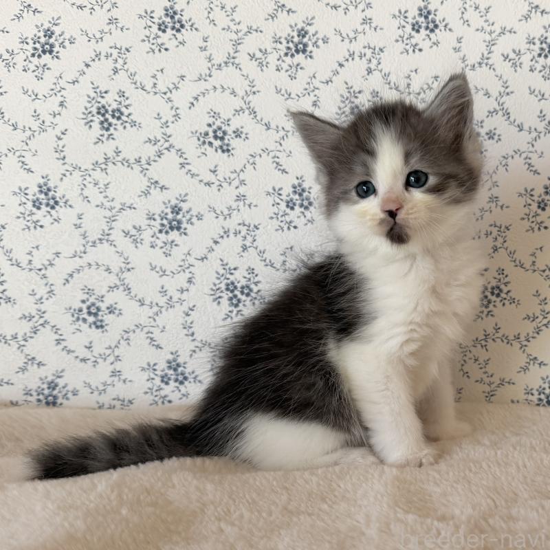 販売中の茨城県のサイベリアン-138884の8枚目