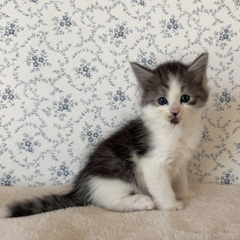 販売中の茨城県のサイベリアン-138884の7枚目