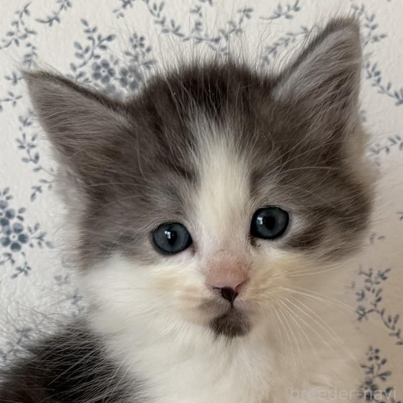 販売中の茨城県のサイベリアン-138884