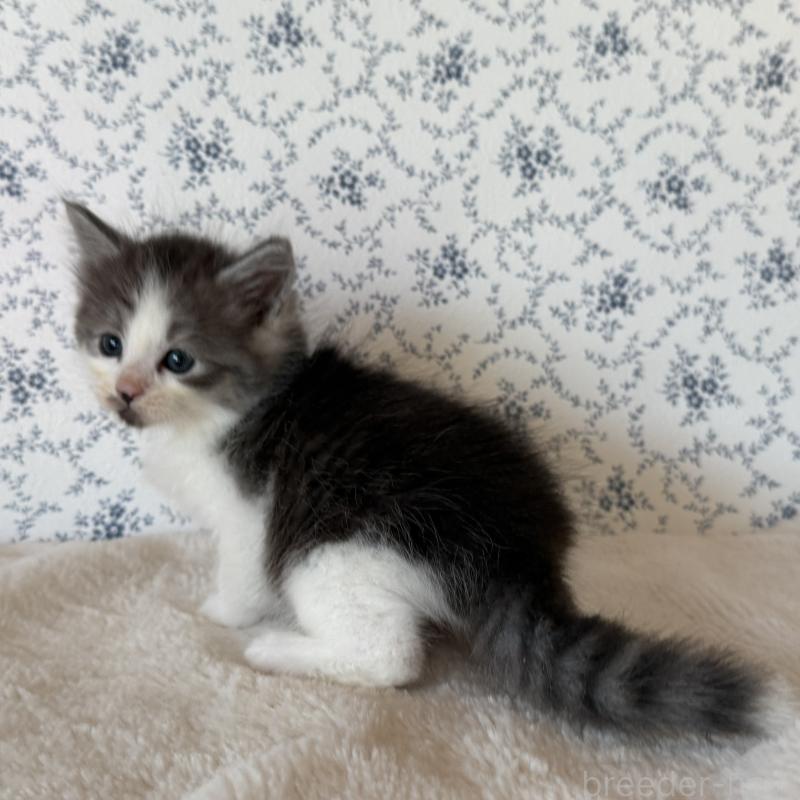 販売中の茨城県のサイベリアン-138884の6枚目