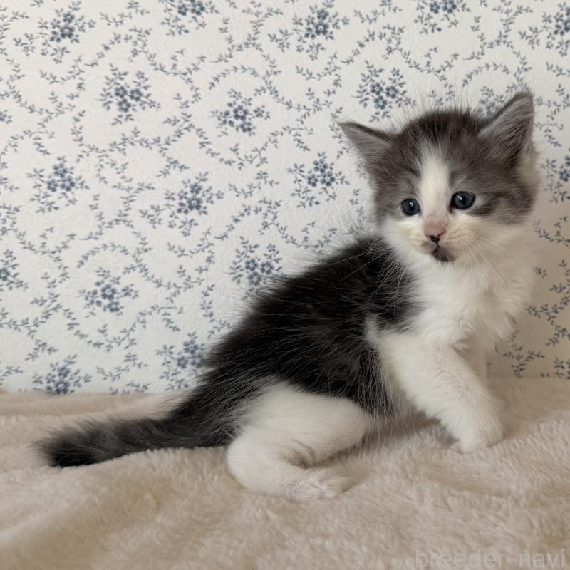 販売中の茨城県のサイベリアン-138884の5枚目