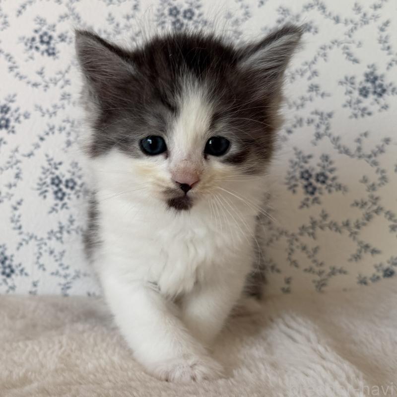 販売中の茨城県のサイベリアン-138884の4枚目