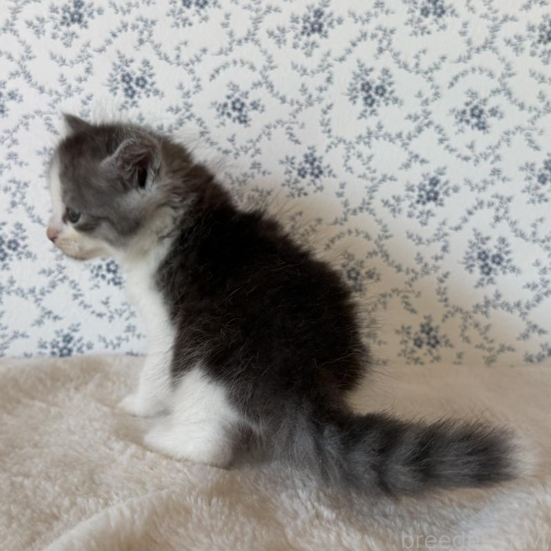 販売中の茨城県のサイベリアン-138884の3枚目