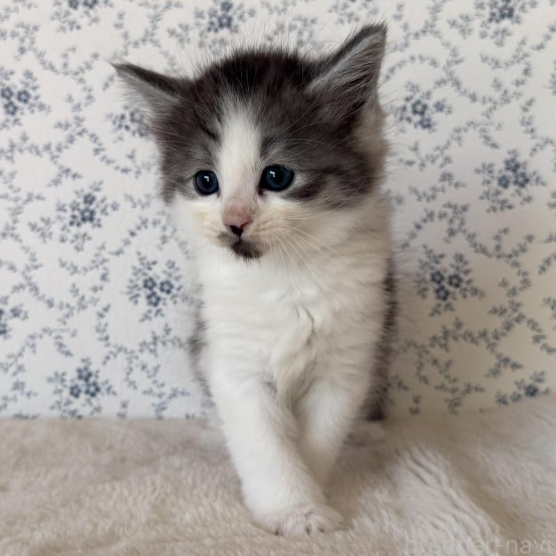 販売中の茨城県のサイベリアン-138884の2枚目