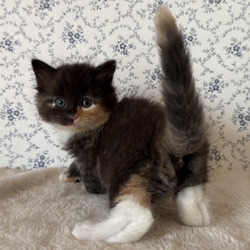 販売中の茨城県のサイベリアン-138885の8枚目