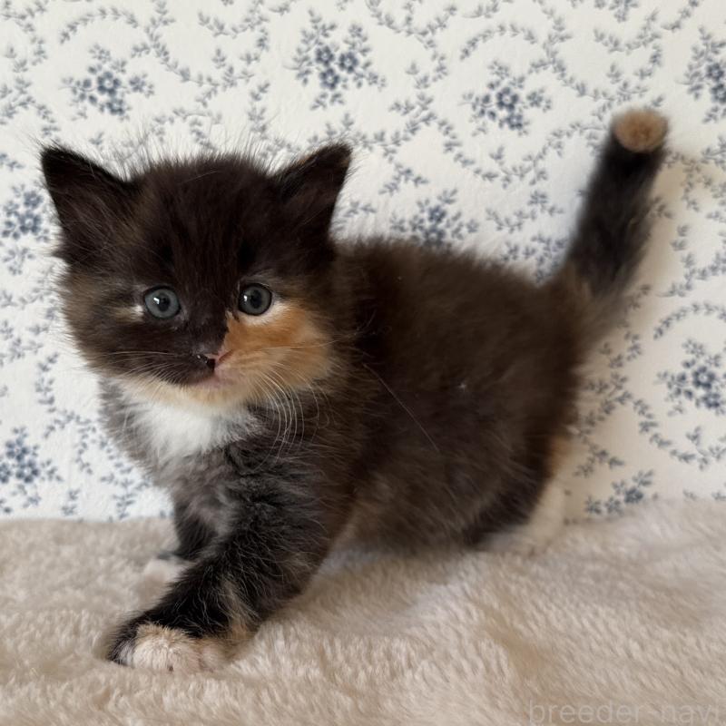 販売中の茨城県のサイベリアン-138885