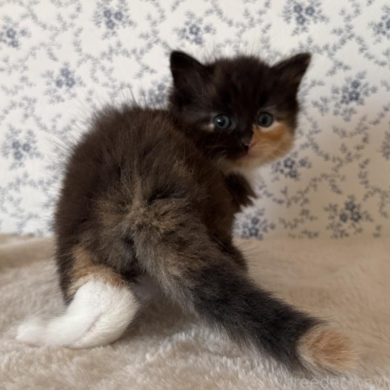 販売中の茨城県のサイベリアン-138885の7枚目