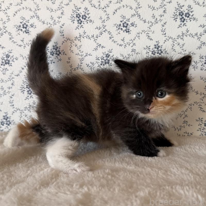 販売中の茨城県のサイベリアン-138885の6枚目