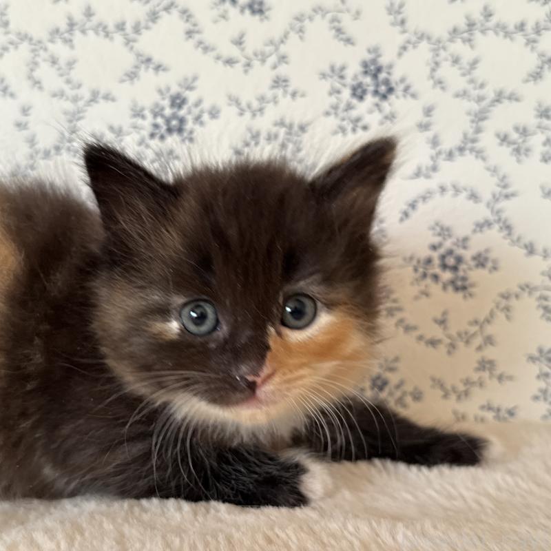 販売中の茨城県のサイベリアン-138885の5枚目