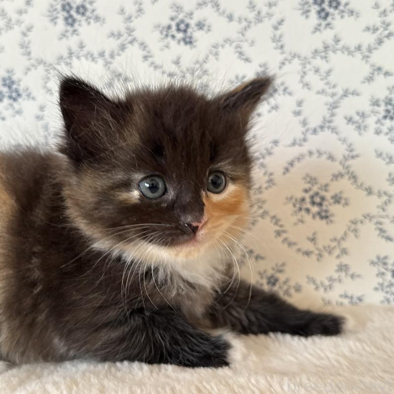 販売中の茨城県のサイベリアン-138885の4枚目