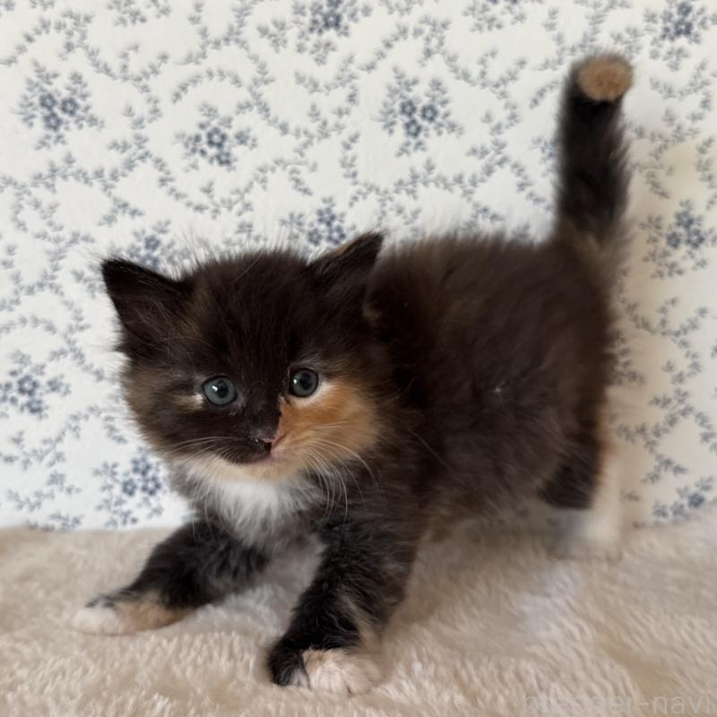 販売中の茨城県のサイベリアン-138885の3枚目