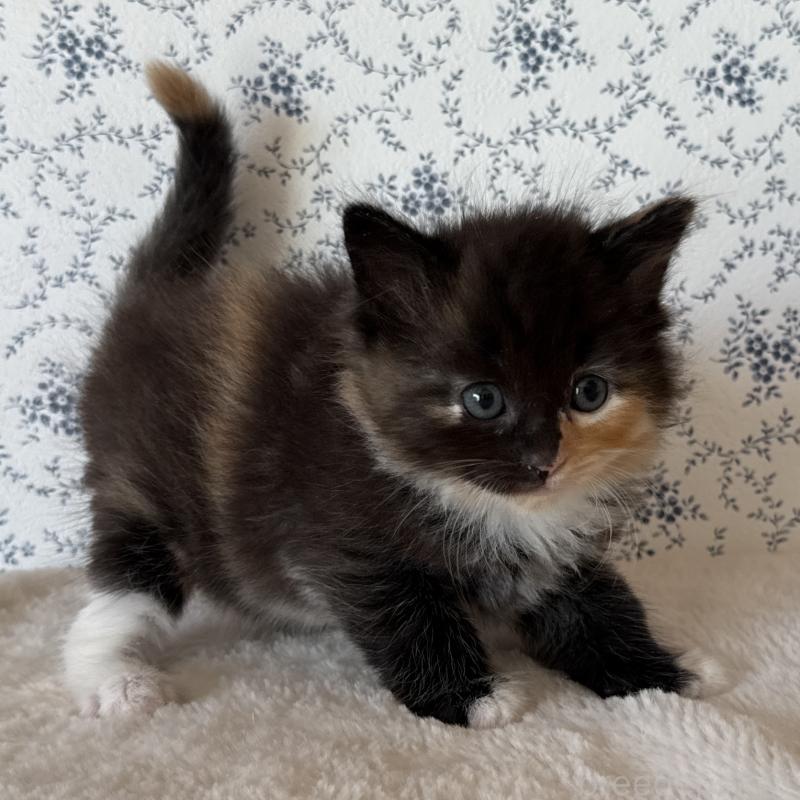 販売中の茨城県のサイベリアン-138885の2枚目