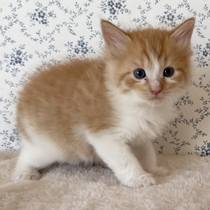 販売中の茨城県のサイベリアン-138886の7枚目