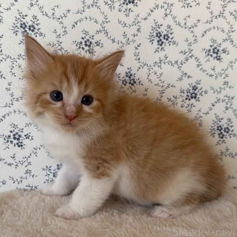 販売中の茨城県のサイベリアン-138886の6枚目