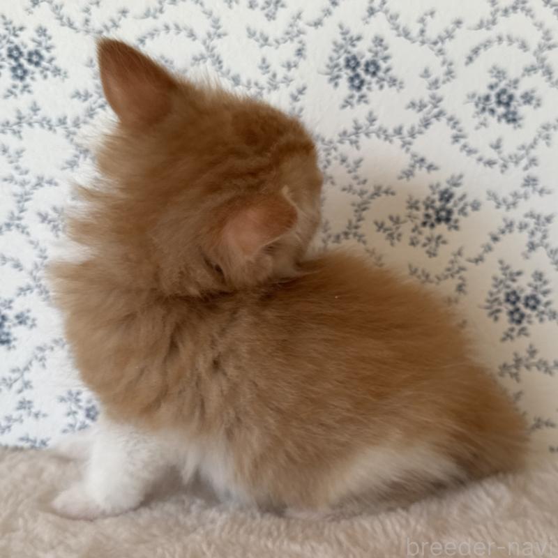 販売中の茨城県のサイベリアン-138886の5枚目