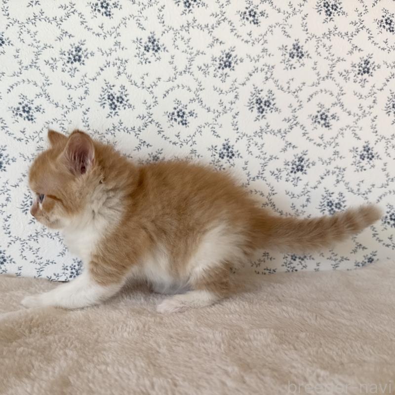 販売中の茨城県のサイベリアン-138886の4枚目