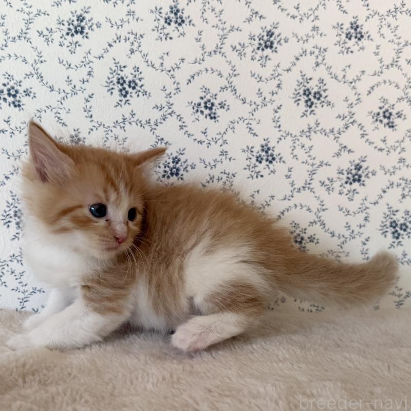 販売中の茨城県のサイベリアン-138886の3枚目