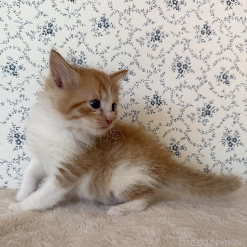 販売中の茨城県のサイベリアン-138886の2枚目