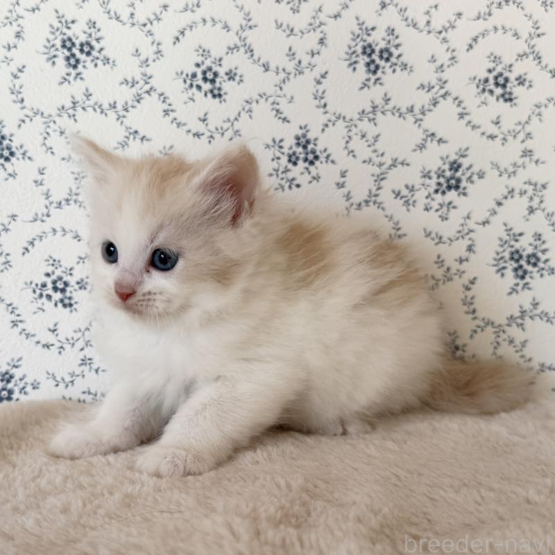 販売中の茨城県のサイベリアン-138887の6枚目