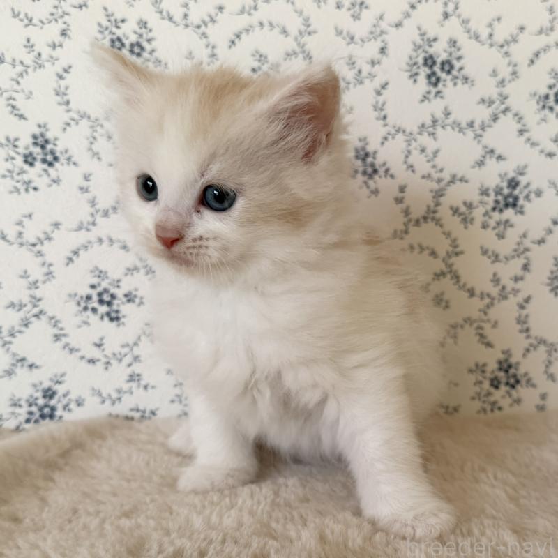 販売中の茨城県のサイベリアン-138887の5枚目