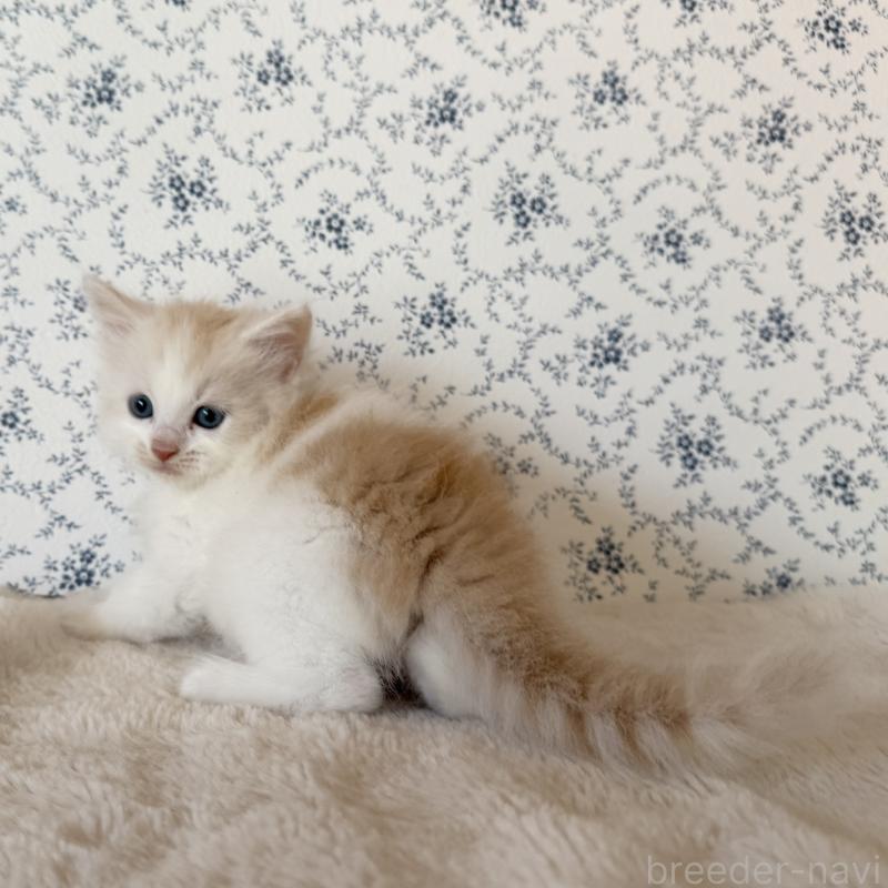 販売中の茨城県のサイベリアン-138887の4枚目