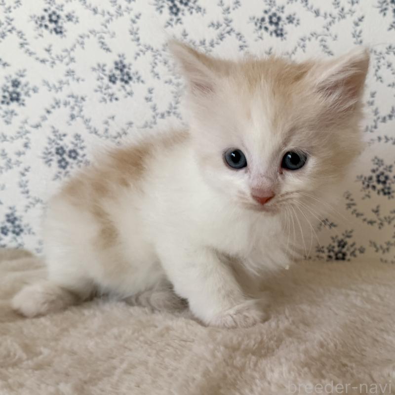 販売中の茨城県のサイベリアン-138887の3枚目